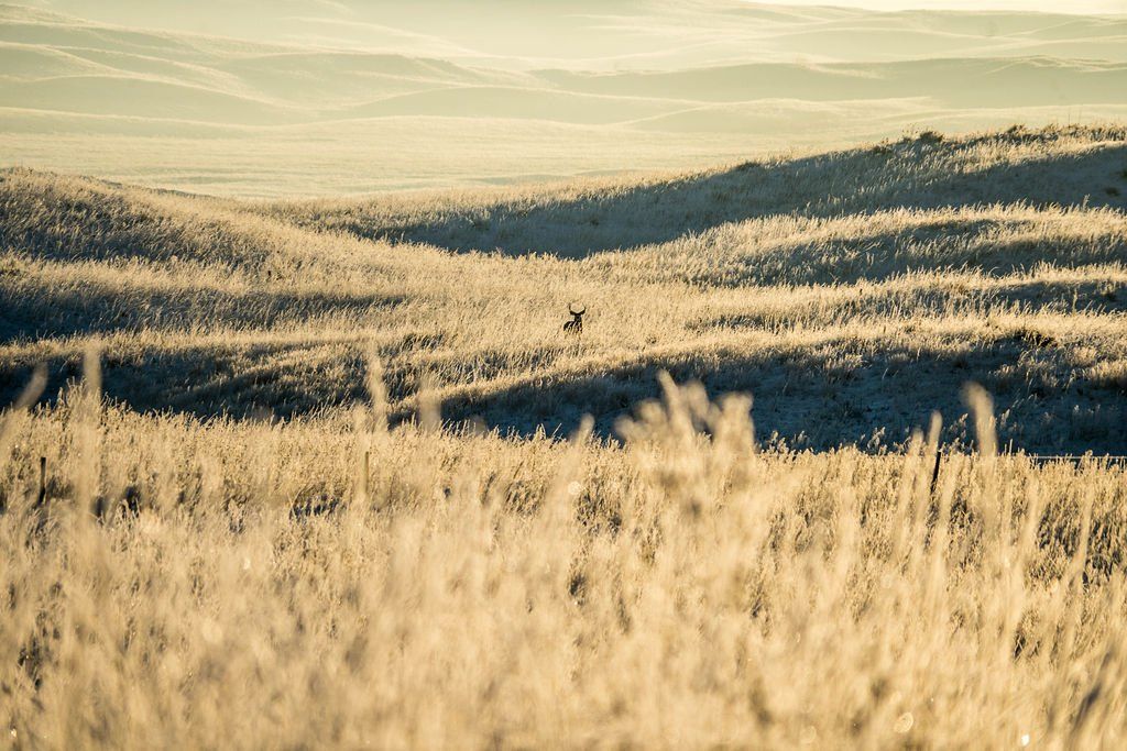 Frost-covered field with a distant deer on a sunny day.