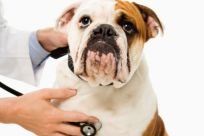 A dog with stethoscope