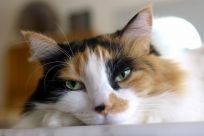 Recovering cat after undergoing vet services