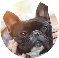 Pug