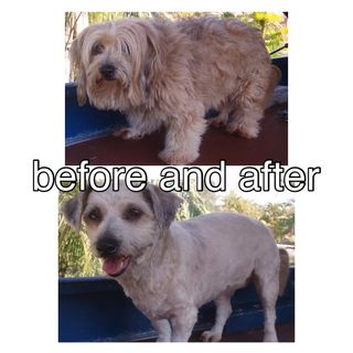 Click to View Our Before and After Dog Grooming Service Before and After Dog Grooming Service