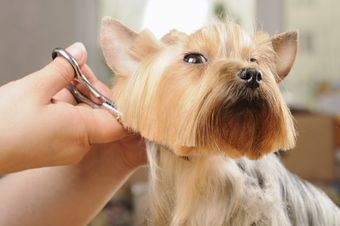 Learn More About Our Pet Grooming Servicing and Pricing Pet Grooming Servicing and Pricing