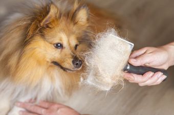 Learn More About Our Mobile Pet Grooming Franchise Opportunities Mobile Pet Grooming Franchise in Beenleigh