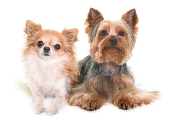 Find Out More About Our Pet Grooming Services Pet Grooming Services in Beenleigh