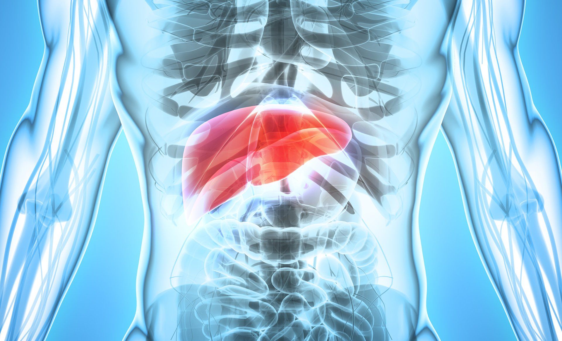Transparent human body with red-highlighted liver; light blue skeletal and vascular system.