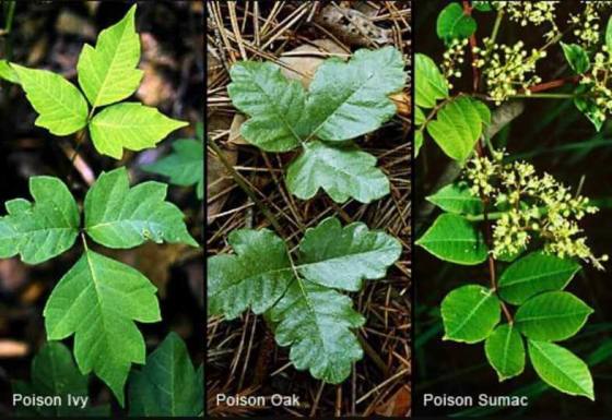 Comparison of three poisonous plants: poison ivy (left), poison oak (center), and poison sumac (right).