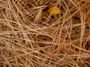 Sand Mulch