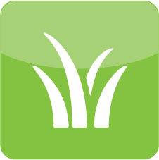 Grass