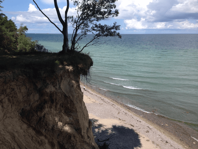 Ein Baum steht am Rand einer Klippe mit Blick auf den Ozean.