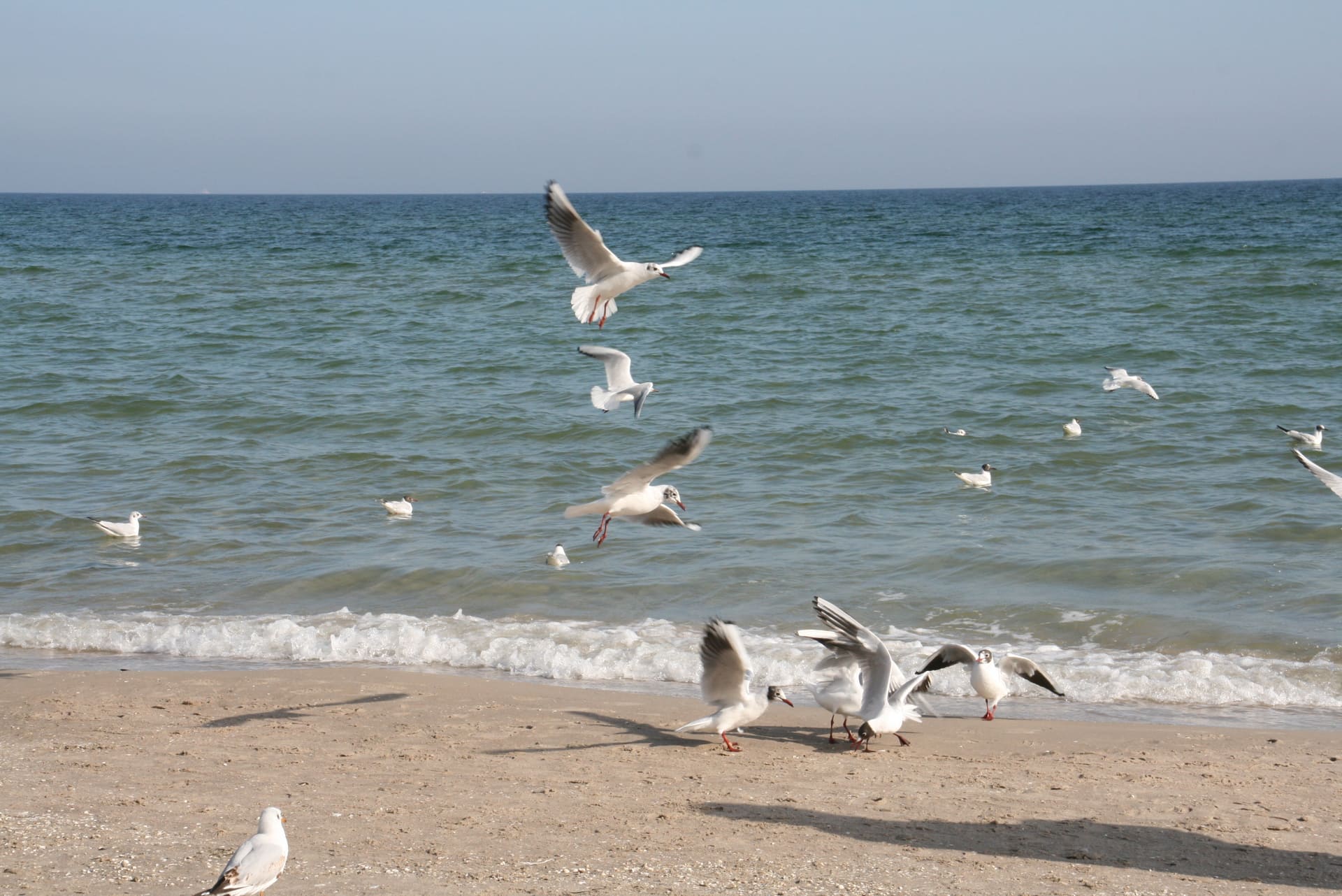 Möwen fliegen über den Strand in der Nähe des Ozeans