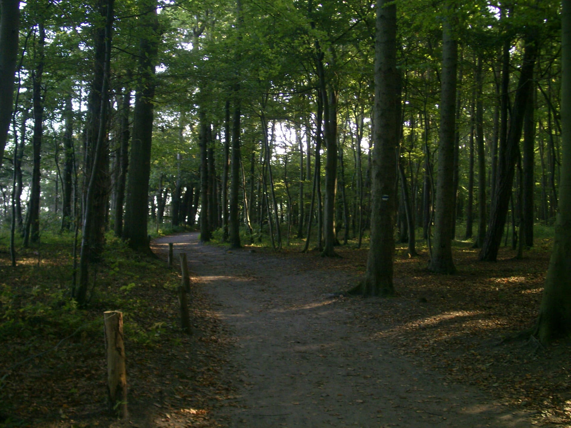 Ein Weg durch einen Wald mit Bäumen und Blättern auf dem Boden