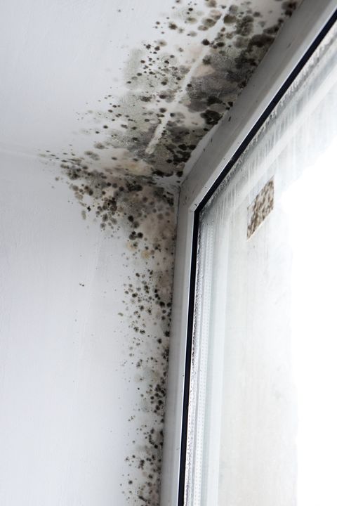 Molds on the Wall — Spring, TX — D & T Contracting Molds on the Wall — Spring, TX — D & T Contracting