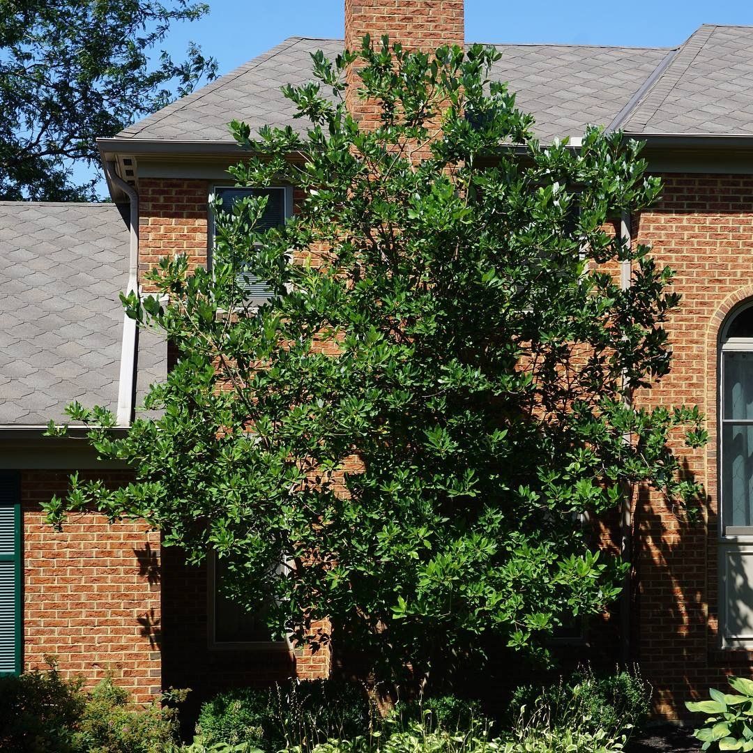 Overgrown Tree, Cincinnati Ohio