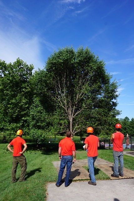 Professional Tree Care Company