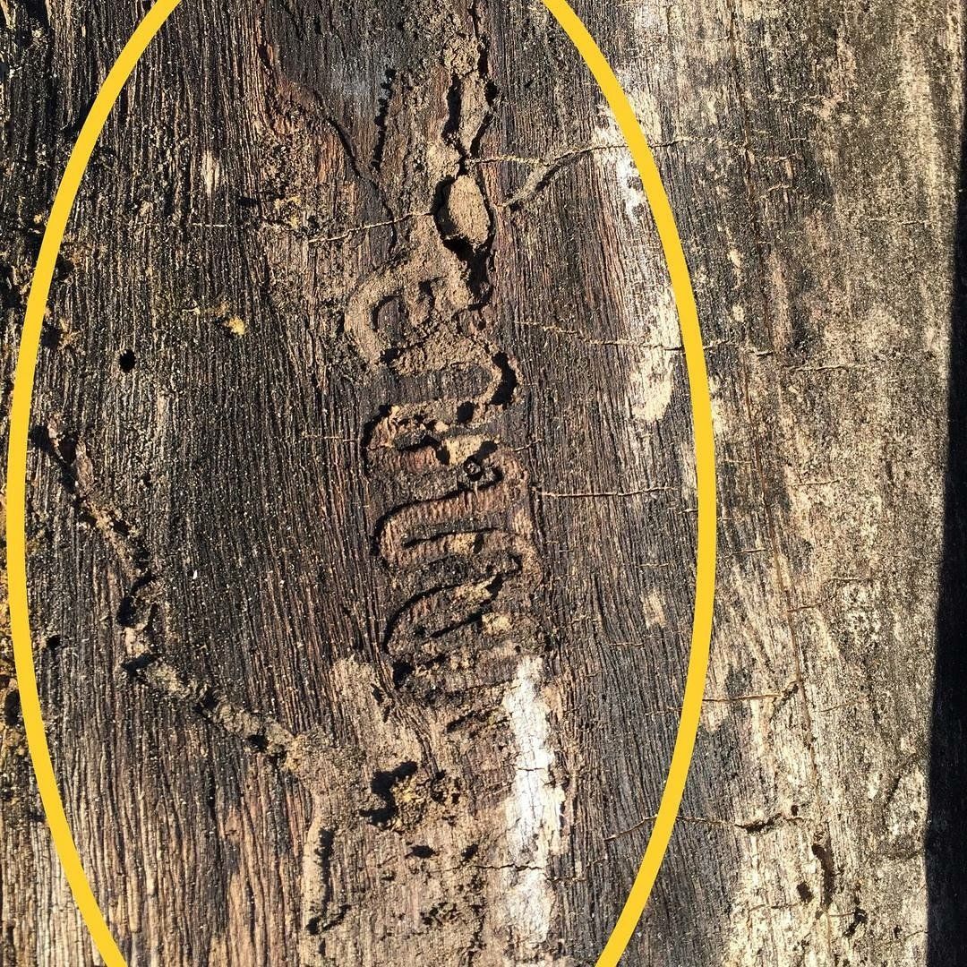 Tree Trimming in Cincinnati, OH