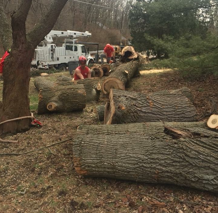 Tree Trimming Services