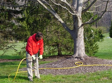Tree Fertilization Services