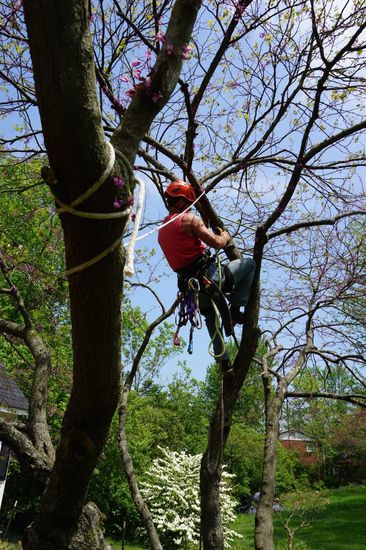 Certified Arborist, Cincinnati, OH