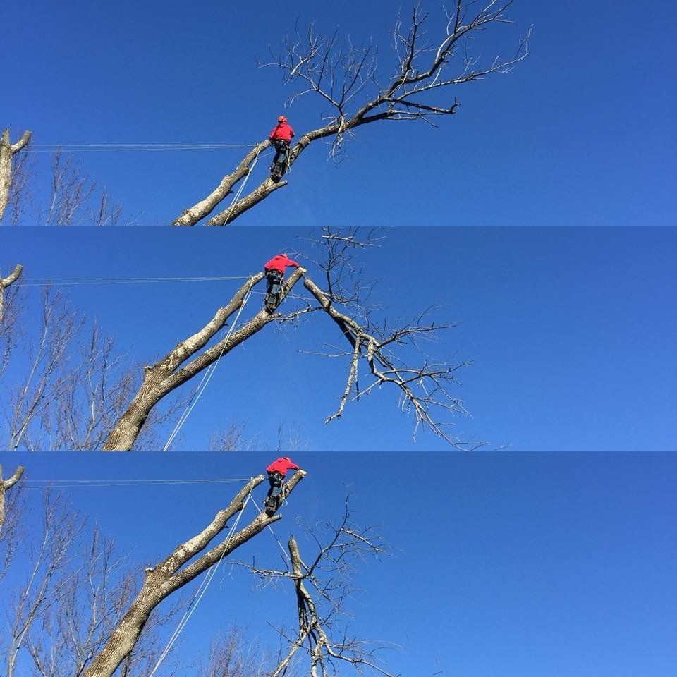 Tree Care Company
