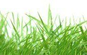 Grass - chemical lawn care in Bradenton, FL Grass - chemical lawn care in Bradenton, FL
