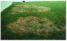 Weeds - pest control in Bradenton, FL