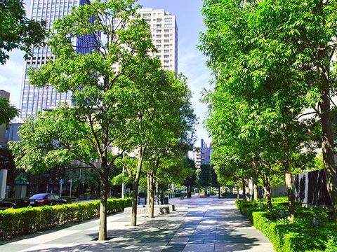 Tree Disease Service — Beautiful Trees in the City in Broken Arrow, OK