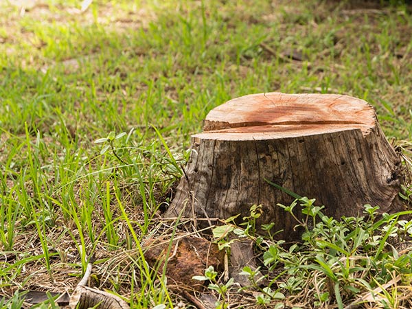 Landscaping Service — Tree Stump in Broken Arrow, OK