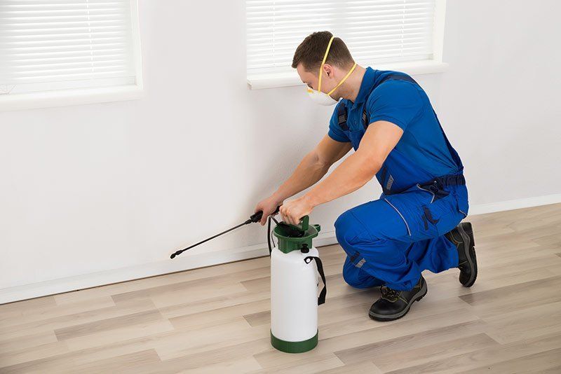 termite control Panama City, FL