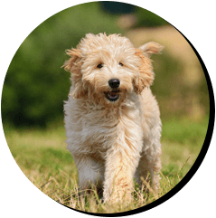 Pet vaccination