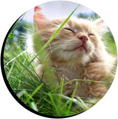 sleeping cat
