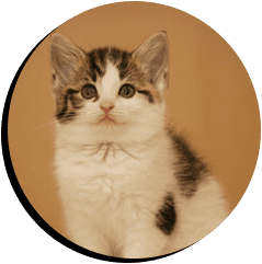 cat fitted with microchip