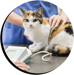 care for the cat