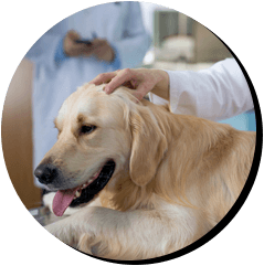 healthy pet