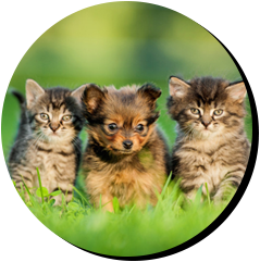 3 small cats