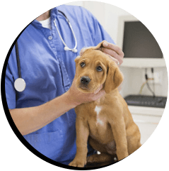 dog being treated
