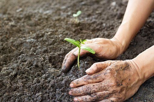 Planting South Central Wisconsin - Hellenbrand Landscaping LLC -177391388