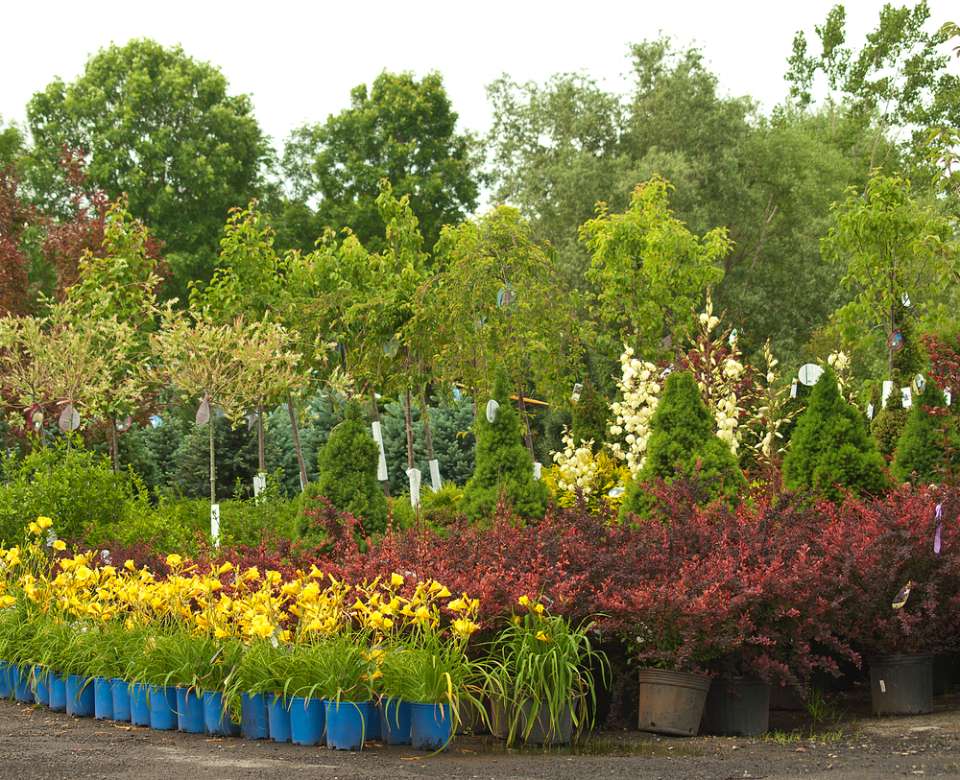 Alberi ornamentali