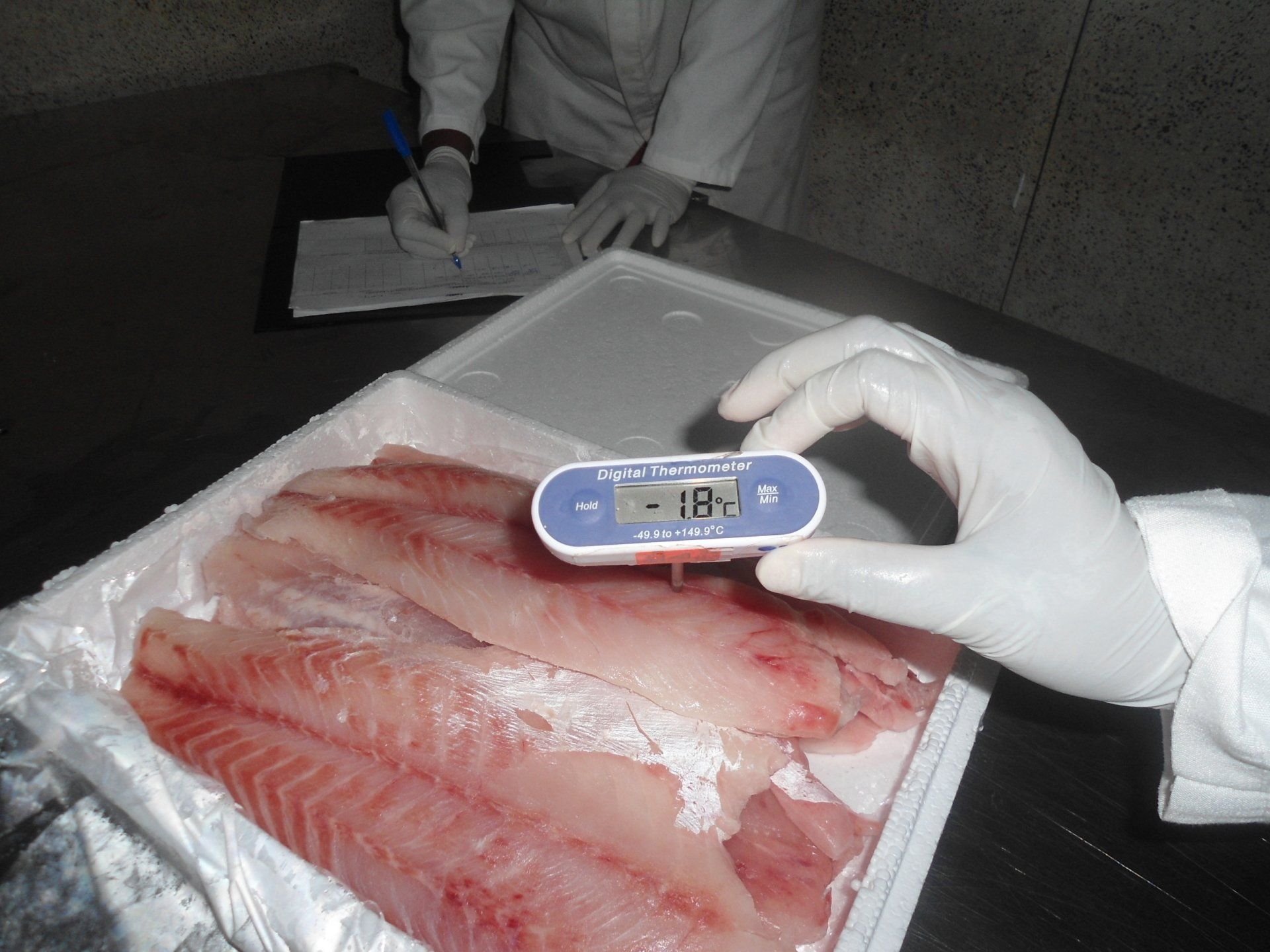 A gloved hand uses a digital thermometer to measure the temperature of fish fillets in a white container.