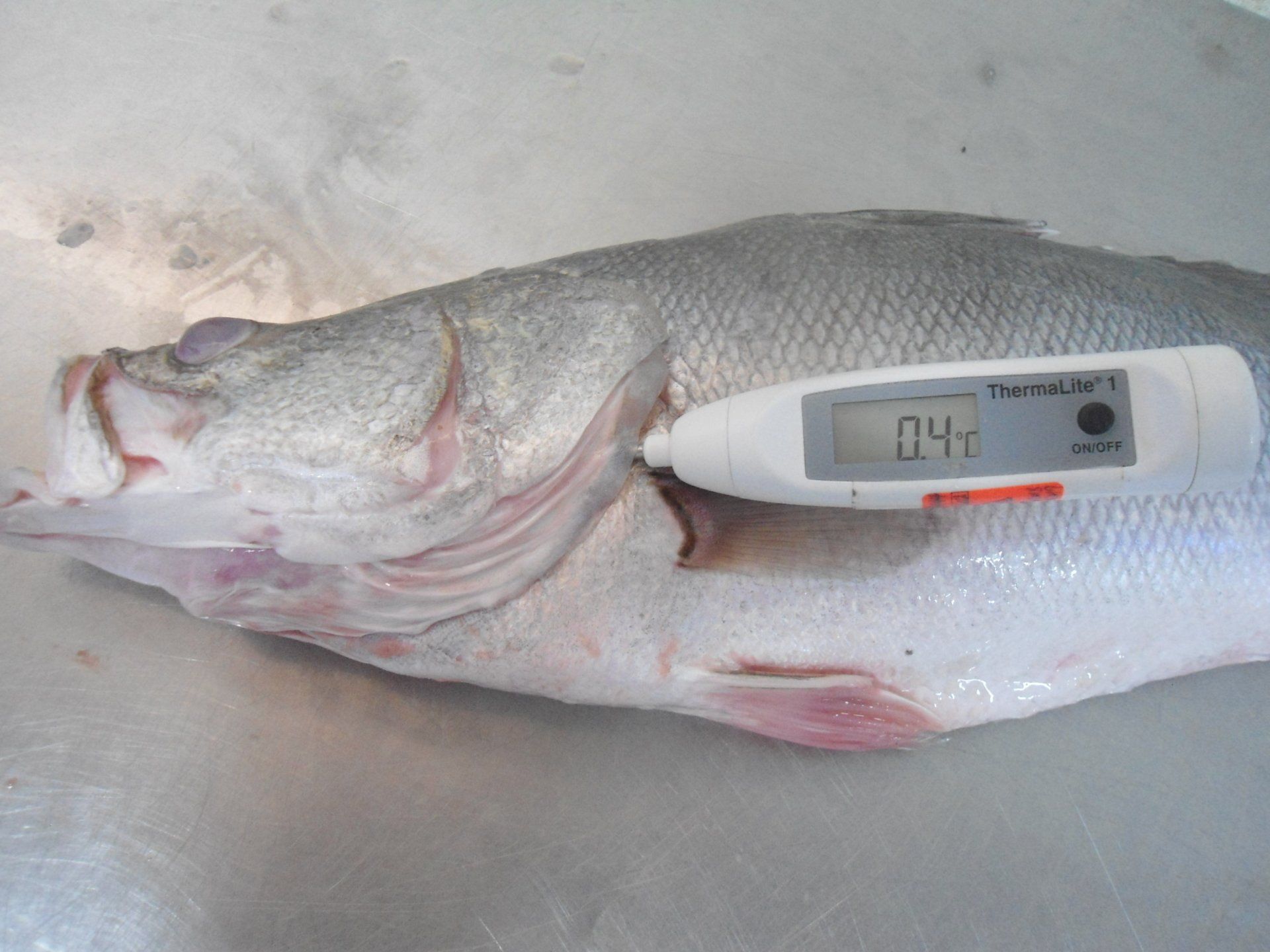 A digital probe thermometer is inserted into the gills of a raw fish to measure its temperature.