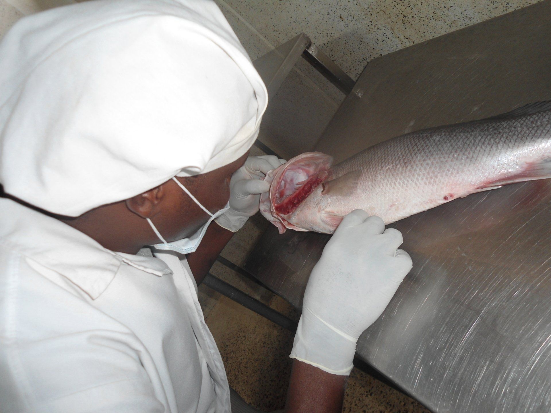 A food worker in protective gear cleans a fish on a stainless steel prep table.