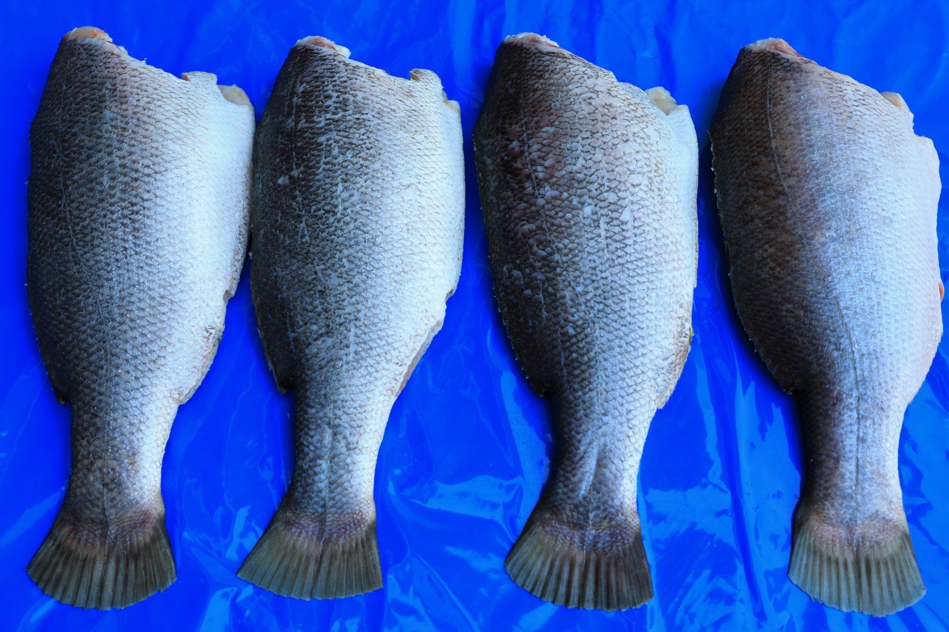 Fresh or frozen Headless gutted fish