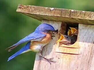 red bird - Garden Center in Fort Atkinson, WI