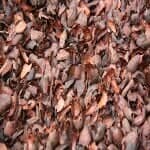 Cocoa Bean Mulch - Garden Center in Fort Atkinson, WI Cocoa Bean Mulch - Garden Center in Fort Atkinson, WI