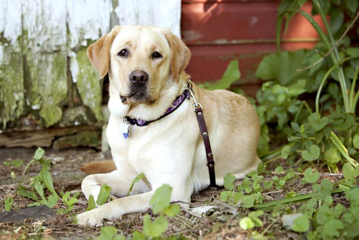 dog on the grass - Garden Center in Fort Atkinson, WI