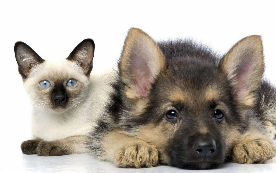 cane e gatto