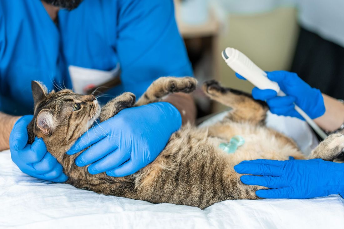 ecografia per gatto