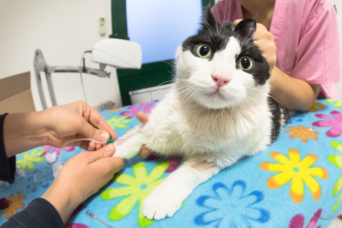 gatto nel centro veterinario
