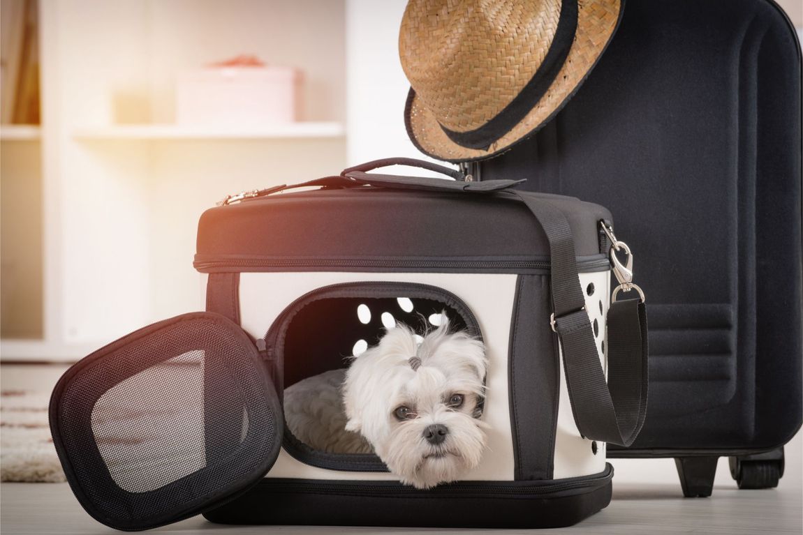 spazzole per cani