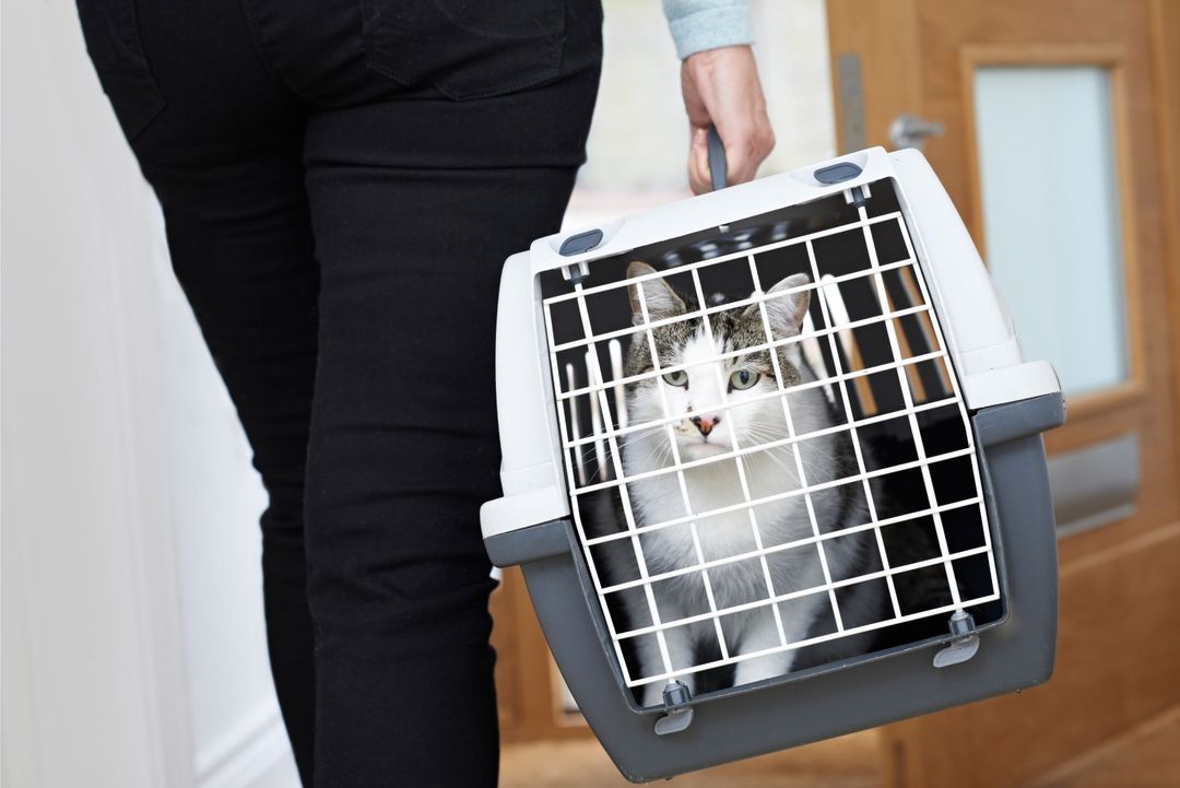 gabbie imbottite per gatti