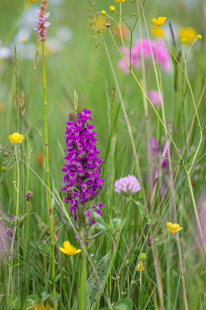 Alpenblumen und Bergflora – Makrofotografie aus den Alpen